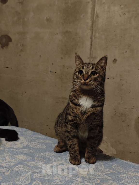 Кошки в Санкт-Петербурге: Срочно!!! Отдам в Добрые руки! Девочка, Бесплатно - фото 3