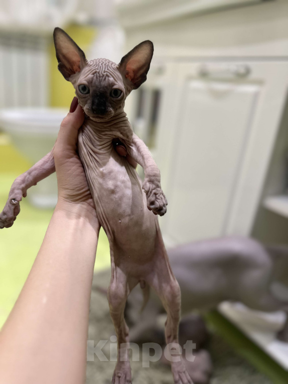 Кошки в Рязани: Канадский сфинкс  Мальчик, 15 000 руб. - фото 3