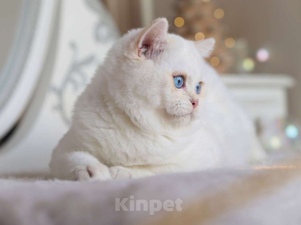 Кошки в Москве: Британский мальчик Фан-Фан Мальчик, 120 000 руб. - фото 5