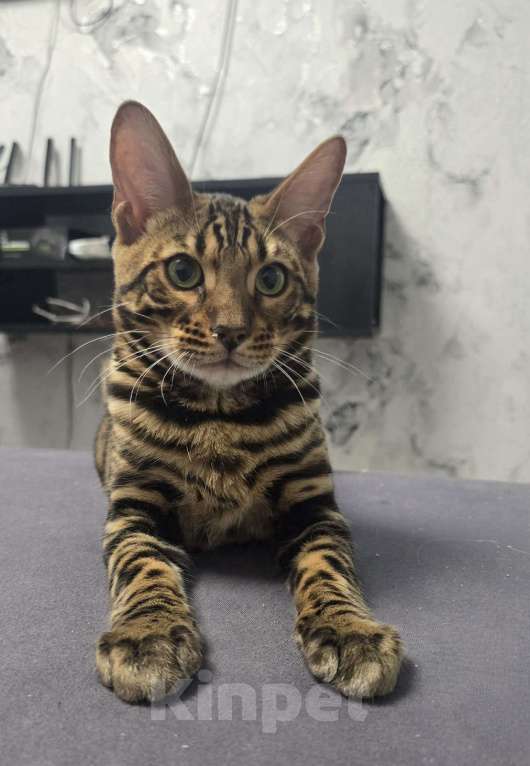 Кошки в Ростове-на-Дону: Бенгальский котенок Девочка, 60 000 руб. - фото 1
