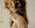 Кошки в Санкт-Петербурге: Котенок мэйнкун Мальчик, 40 000 руб. - фото 1