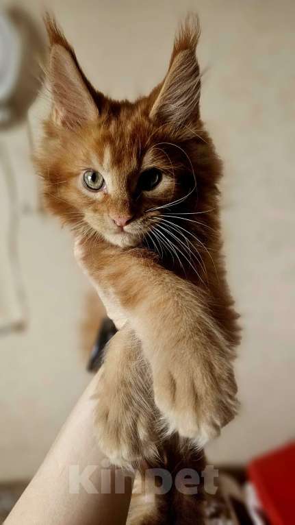 Кошки в Санкт-Петербурге: Котенок мэйнкун Мальчик, 40 000 руб. - фото 1