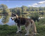 Собаки в Иваново: Хаски на вязку, 100 руб. - фото 1