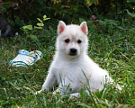 Собаки в Истре: девочка хаски Девочка, 45 000 руб. - фото 1