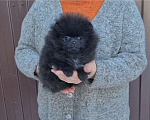 Собаки в Солнечногорске: Черный шпиц 9 щенков, 25 000 руб. - фото 1