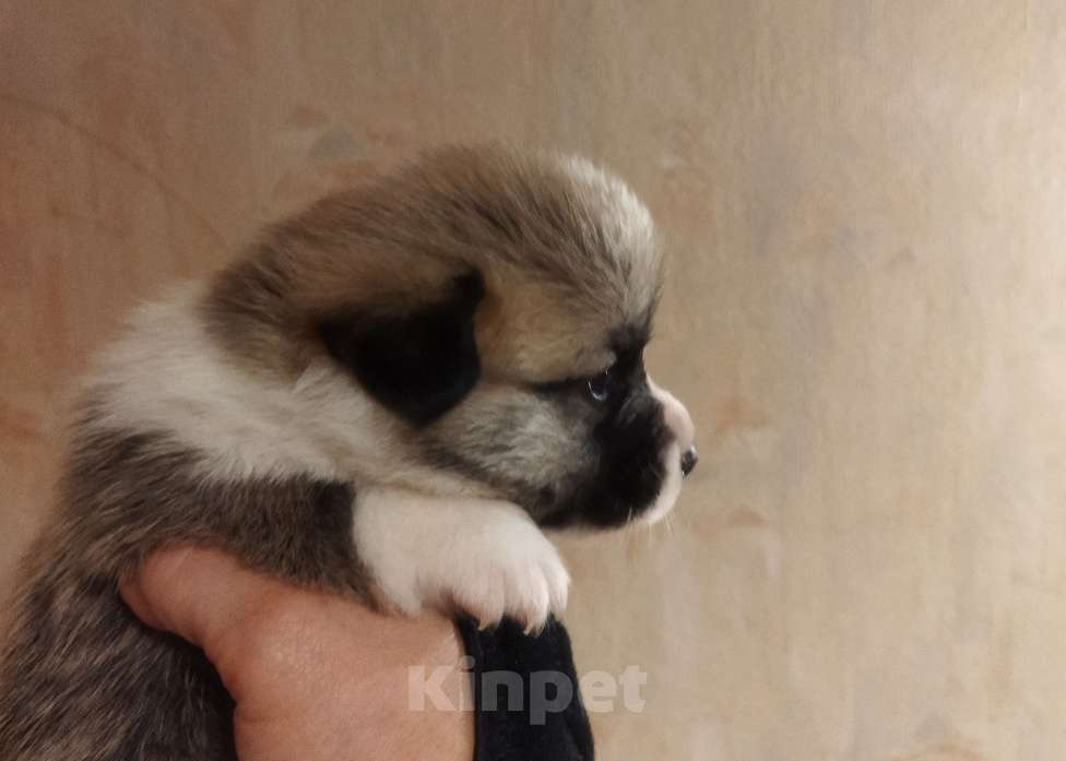 Собаки в Москве: Малыши вельш корги пемброк для раннего резервирования Мальчик, 70 000 руб. - фото 2