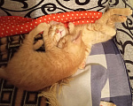 Кошки в Нижнем Новгороде: Котик тигренок Мальчик, Бесплатно - фото 1