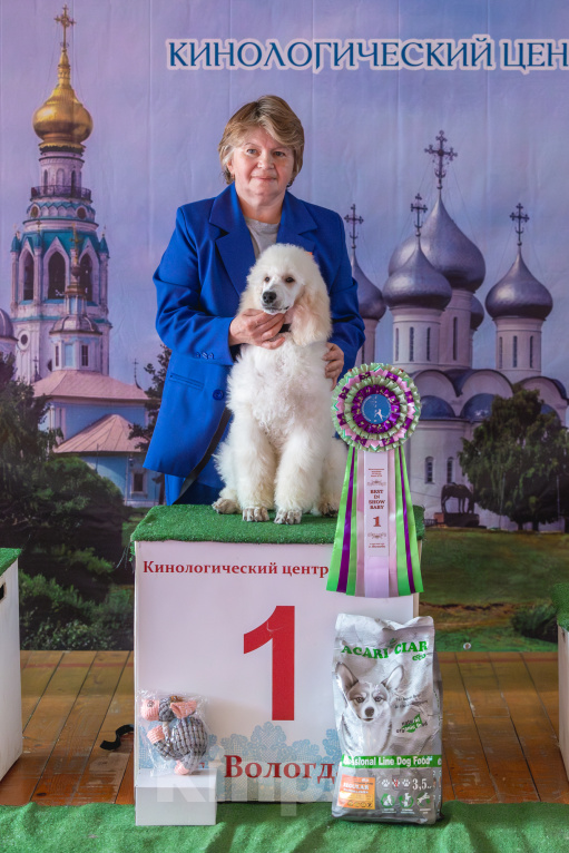Собаки в Вологде: Щенки королевского пуделя Разнополые, 100 000 руб. - фото 2