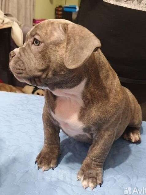 Собаки в Владивостоке: Топовые щенки породы Аммериканских Булли Мальчик, 150 000 руб. - фото 4