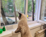Кошки в Томске: Девочка кошка Девочка, 15 000 руб. - фото 4