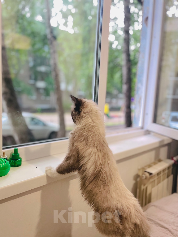 Кошки в Томске: Девочка кошка Девочка, 15 000 руб. - фото 4