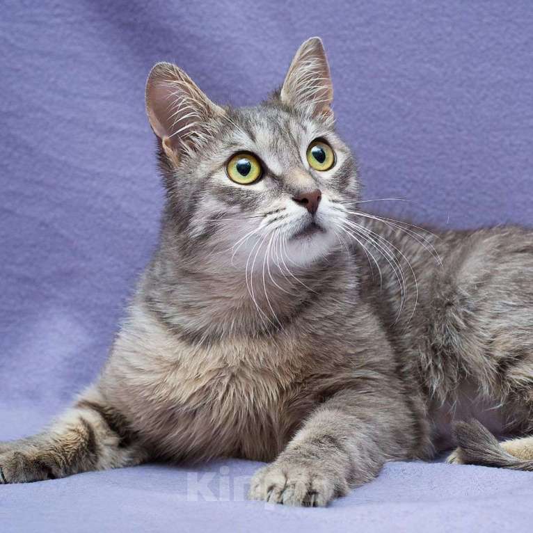 Кошки в Москве: Серебристая кошечка Тереза Девочка, Бесплатно - фото 3