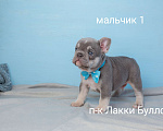 Собаки в Москве: французский бульдог щенки питомник Мальчик, Бесплатно - фото 1