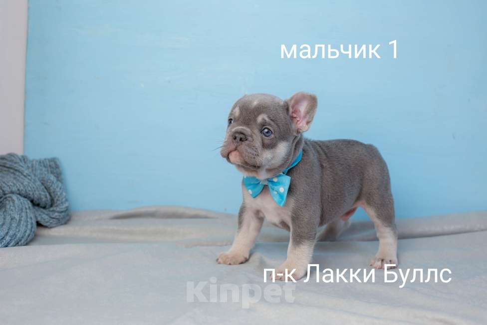 Собаки в Москве: французский бульдог щенки питомник Мальчик, Бесплатно - фото 1