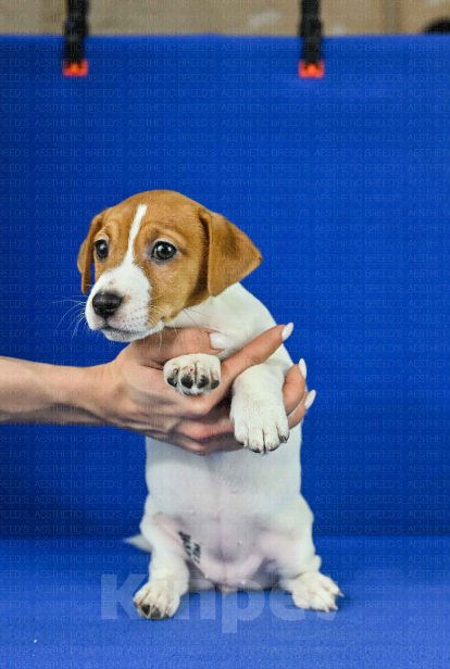 Собаки в Воронеже: Джек рассел Девочка, 40 000 руб. - фото 7
