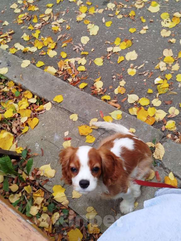 Собаки в Владимире: Щенок Кинг Чарльз с полной комплектацией и родословной Мальчик, Бесплатно - фото 2