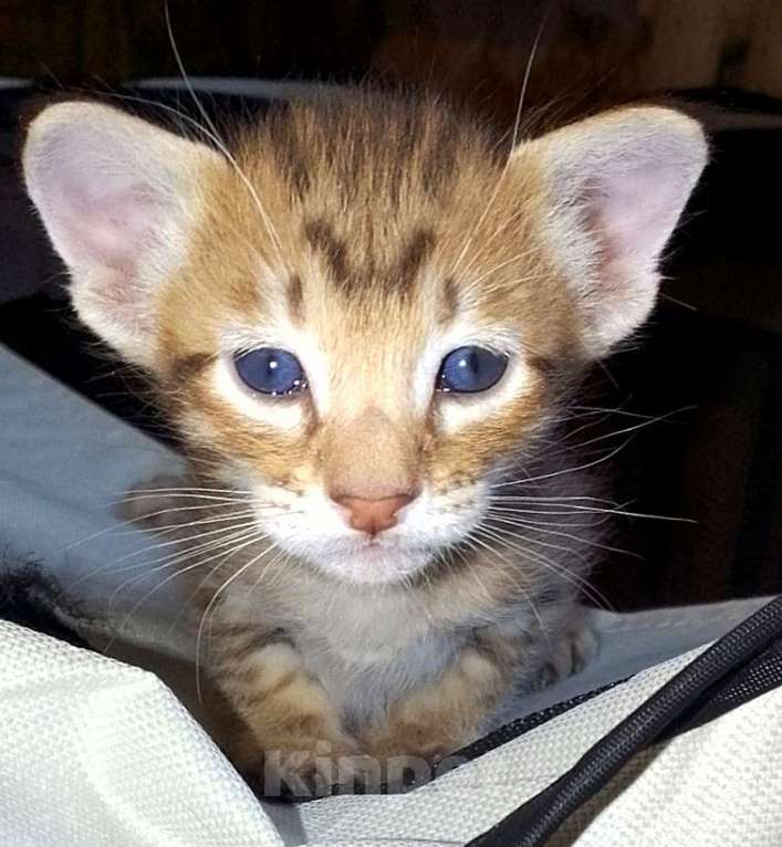 Кошки в Москве: Ориентальные котята  Девочка, 15 000 руб. - фото 9