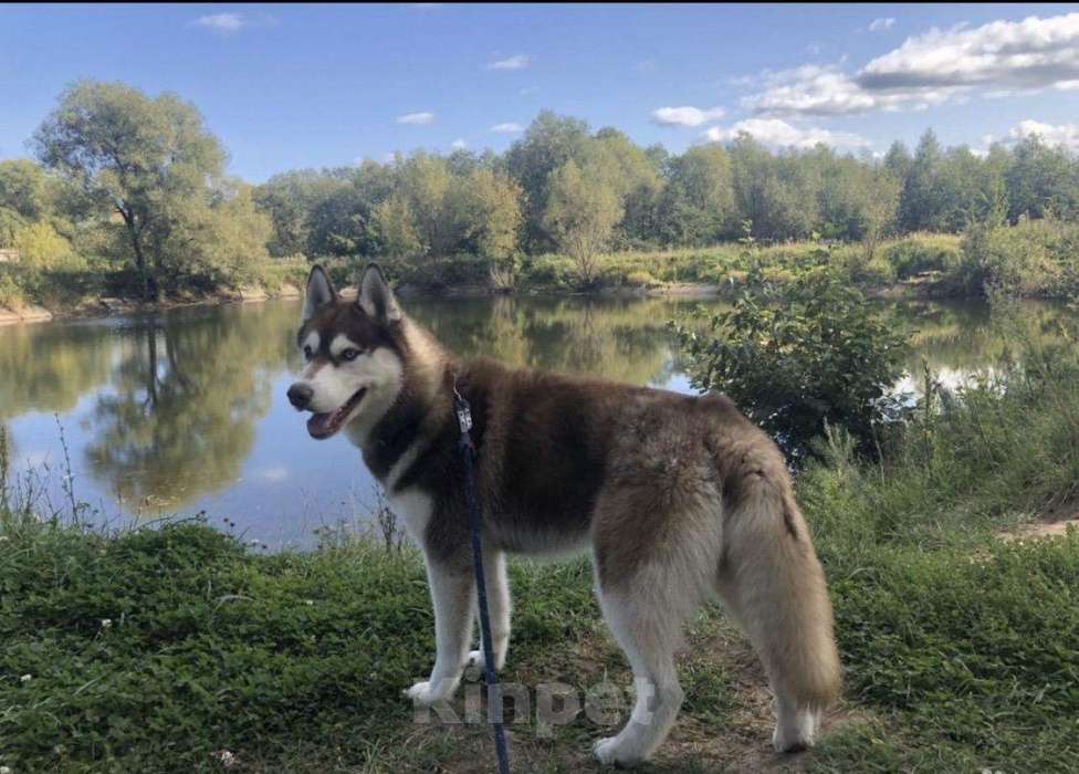 Собаки в Иваново: Хаски на вязку, 100 руб. - фото 1