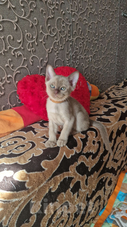 Кошки в Санкт-Петербурге: Бурманские котята Девочка, 50 000 руб. - фото 4