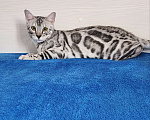Кошки в Москве: Бенгальский серебряный мальчик Мальчик, 35 000 руб. - фото 6