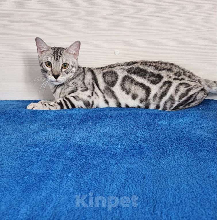 Кошки в Москве: Бенгальский серебряный мальчик Мальчик, 35 000 руб. - фото 6