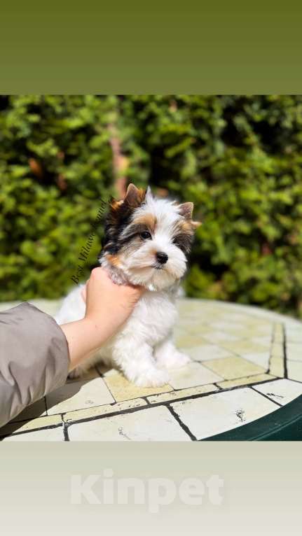 Собаки в Москве: Шикарная девочка Бивер Девочка, Бесплатно - фото 2
