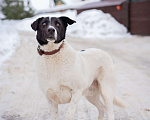 Собаки в Москве: Пёсель из приюта в поисках дома Мальчик, Бесплатно - фото 7
