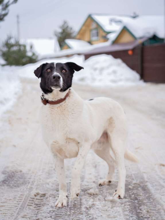 Собаки в Москве: Пёсель из приюта в поисках дома Мальчик, Бесплатно - фото 7