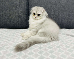 Кошки в Кудрово: Шотландский котенок фолд Мальчик, 25 000 руб. - фото 1