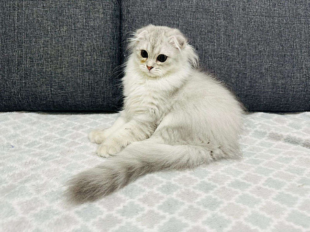 Объявление: Шотландский котенок фолд, 25 000 руб., Кудрово