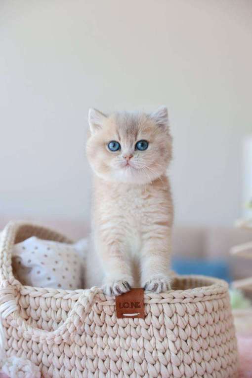 Кошки в Москве: Британская девочка Джоли Девочка, 170 000 руб. - фото 7