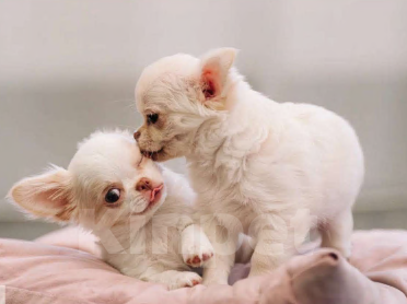 Собаки в Москве: Малышка Чихуахуа Девочка, 40 000 руб. - фото 3