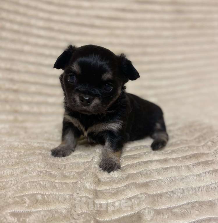 Собаки в Санкт-Петербурге: Девочка - красавица трехцветная  Девочка, 35 000 руб. - фото 2