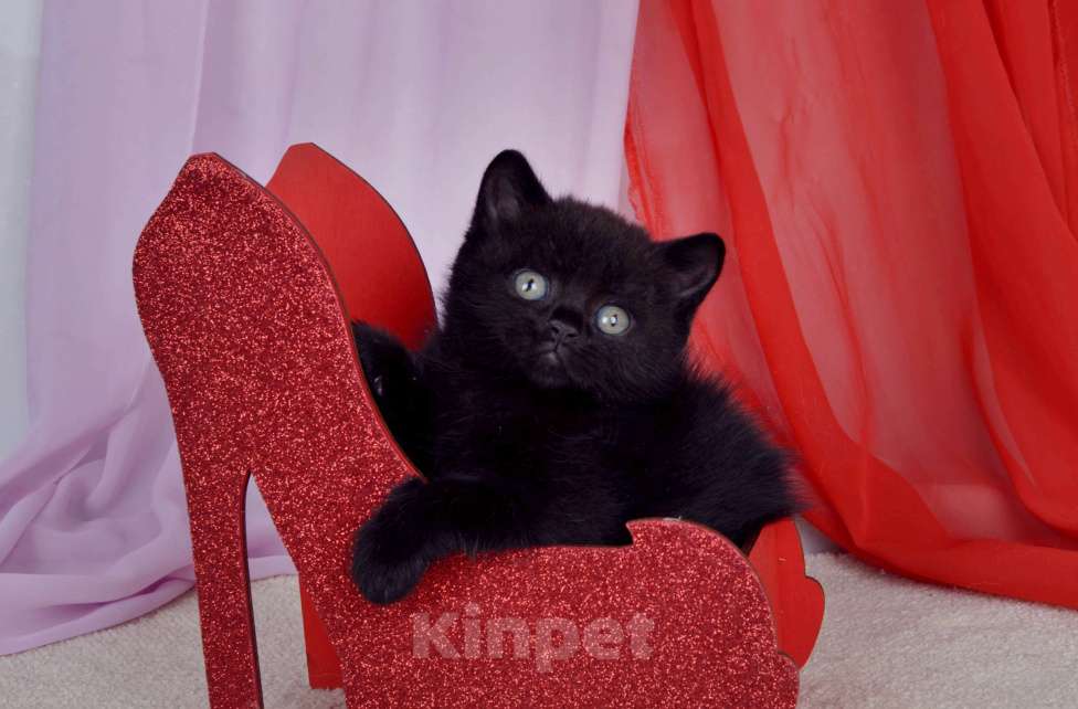 Кошки в Санкт-Петербурге: Черный британский котик-бегемотик Мальчик, 55 000 руб. - фото 3