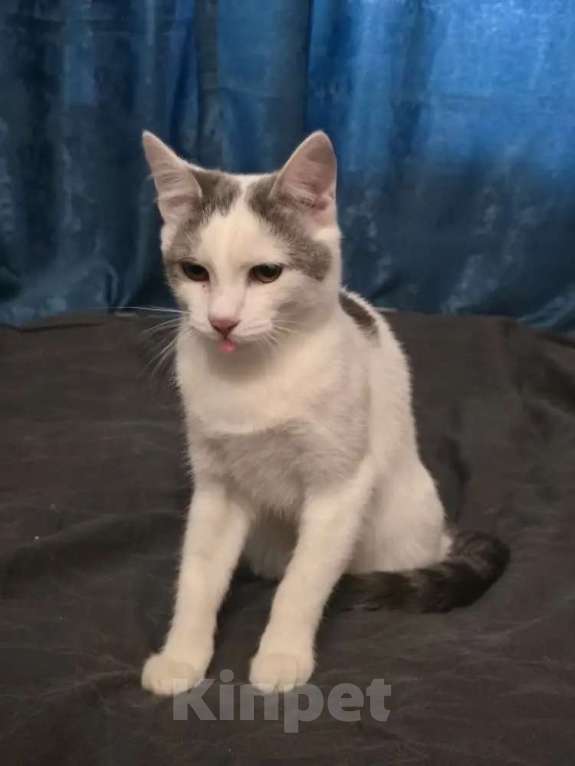 Кошки в Москве: Котик 8 месяцев Мальчик, 150 руб. - фото 5