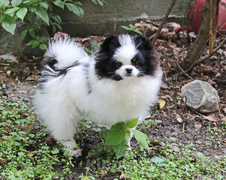 Собаки в Люберцах: Красивый щенок шпица Мальчик, 50 000 руб. - фото 4