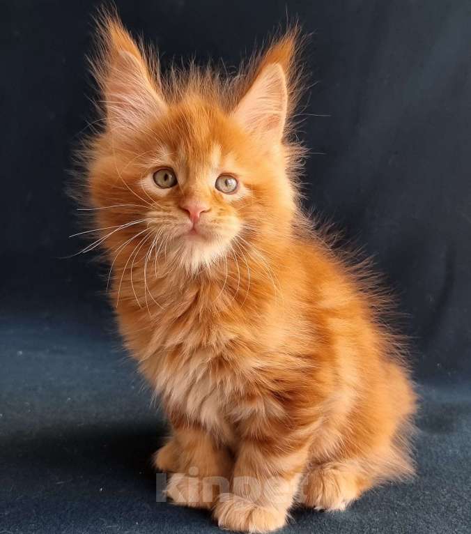 Кошки в Санкт-Петербурге: котенок мейн кун Мальчик, Бесплатно - фото 3