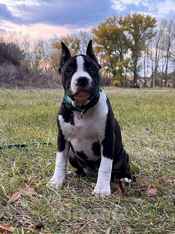 Собаки в Белгороде: Американский стаффордширский терьер  Девочка, 60 000 руб. - фото 2