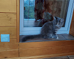 Кошки в Мурином: Девочка мейн-кун Девочка, Бесплатно - фото 3