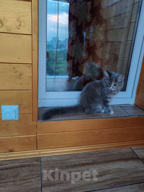 Кошки в Мурином: Девочка мейн-кун Девочка, Бесплатно - фото 3