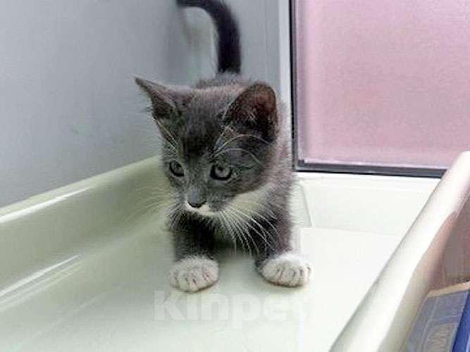 Кошки в Санкт-Петербурге: Спасенное солнышко котенок Алиса ищет дом Девочка, 10 руб. - фото 3