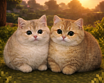 Кошки в Москве: Котята Scottish fold Мальчик, 50 000 руб. - фото 1