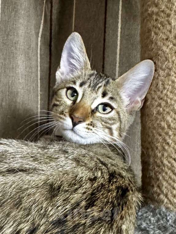 Кошки в Челябинске: Бурмадион котенок  Девочка, 25 000 руб. - фото 2