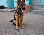 Собаки в Казани: Немецкая овчарка   Девочка, 25 000 руб. - фото 1