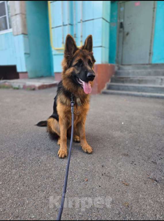 Собаки в Казани: Немецкая овчарка   Девочка, 25 000 руб. - фото 1