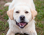 Собаки в Солнечногорске: Лабрадор в добрые руки Мальчик, Бесплатно - фото 5