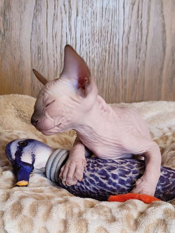 Кошки в Москве: Бильбо -канадский сфинкс  Мальчик, Бесплатно - фото 2