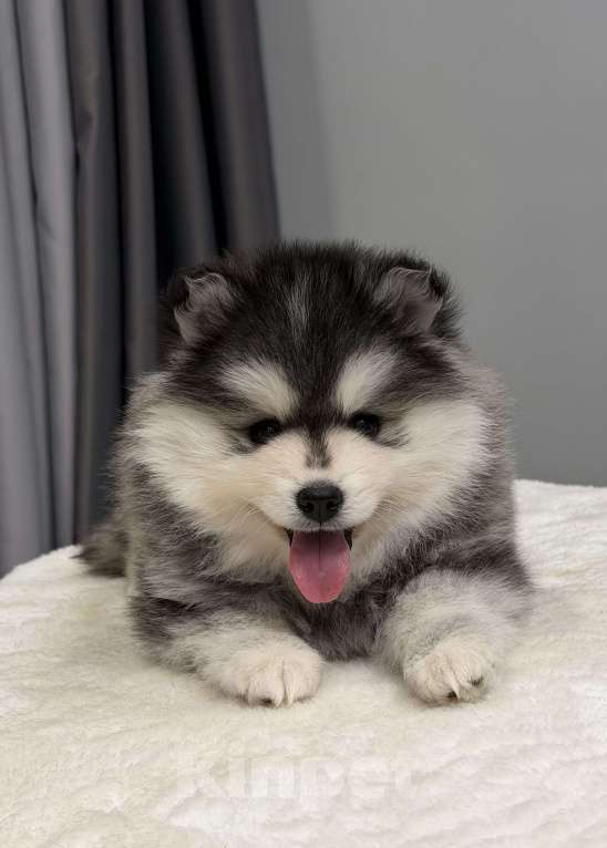 Собаки в Санкт-Петербурге: Мальчик помски Мальчик, 70 000 руб. - фото 6