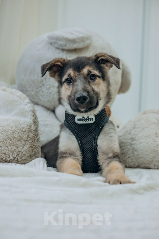 Собаки в Москве: Щенок Абай ищет дом  Мальчик, Бесплатно - фото 3