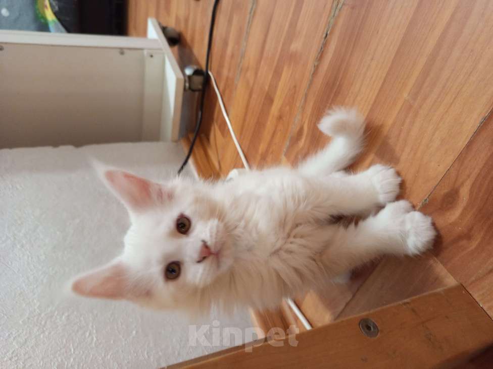 Кошки в других городах Ленинградской области: Девочка Мейн Кун polidakt Девочка, 25 000 руб. - фото 4